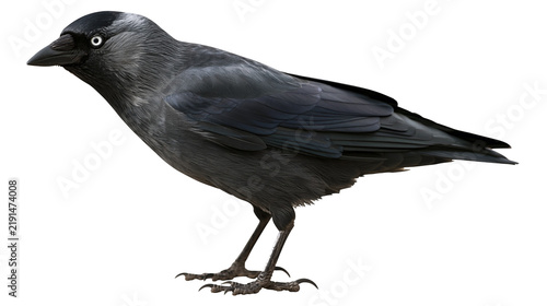 Canvastavla Western jackdaw bird with black plumage and grey nape standing in profile