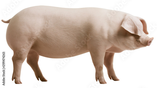 Fotografie Pink domestic pig standing in profile view