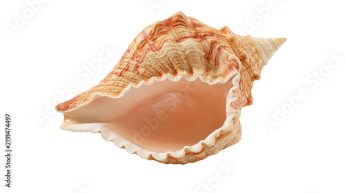 Foto Textured orange and cream colored spiral seashell with ruffled edge