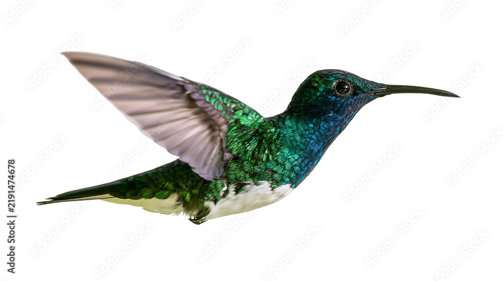 Fototapeta premium Iridescent green and blue hummingbird in flight with spread wings