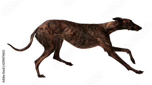 фотографія Brindle greyhound dog running in full stride