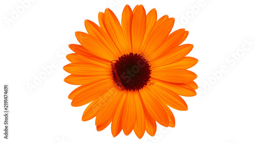 Vibrant orange calendula flower head with dark brown center