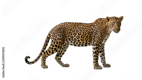 Photography Full body side view of a standing leopard with spotted fur and alert expression