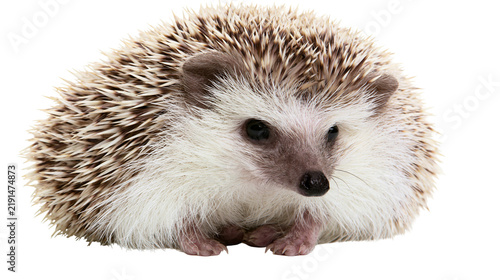 Fotografía Small African pygmy hedgehog with brown and white spiky quills