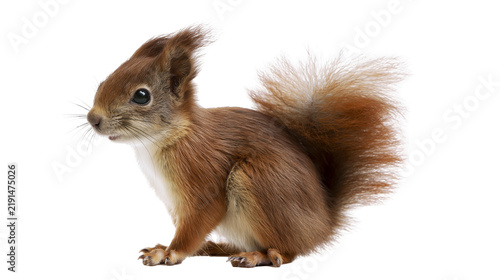 Canvastavla Small fluffy red squirrel with tufted ears and bushy tail