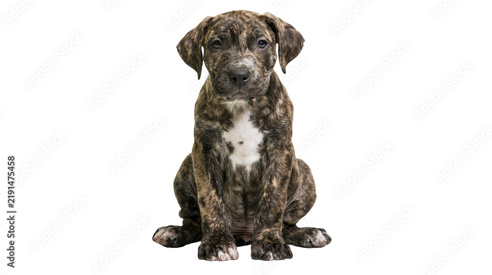 Obraz premium Brindle pit bull puppy with white chest patch sitting and looking forward