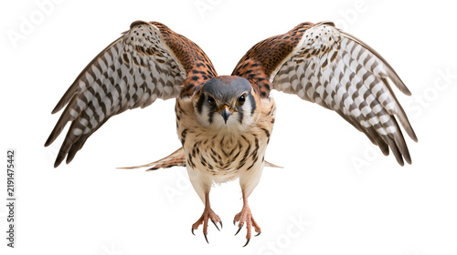 American kestrel falcon with spread wings looking forward