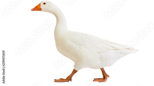 Fotografía White domestic goose with orange beak and webbed feet walking