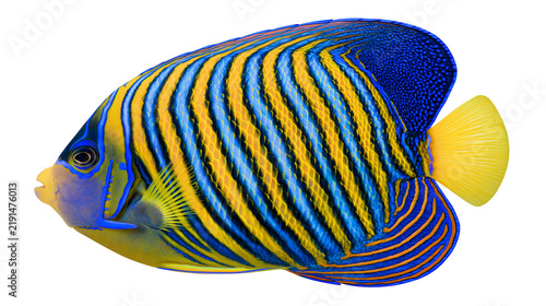 Cuadro en lienzo Blue and yellow striped angelfish with vibrant patterns