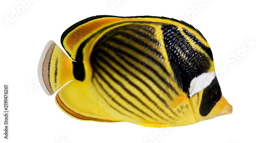 Canvastavla Yellow and black striped butterflyfish with white markings