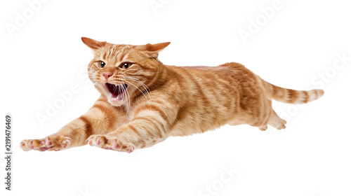 Aggressive ginger tabby cat pouncing with claws extended and mouth open