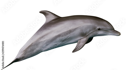 Photography Grey bottlenose dolphin swimming with smooth skin and dorsal fin