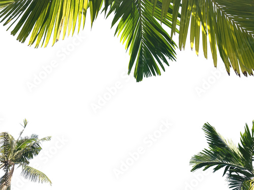 green palm and coconut leaves isolated.