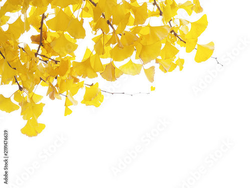 ginkgo leaves and branches isolated