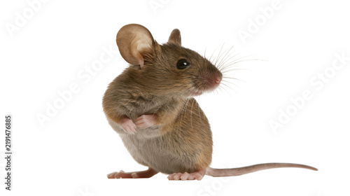Cuadro en lienzo Small brown house mouse standing on hind legs with long tail and whiskers