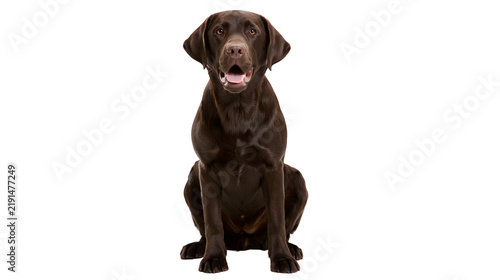 Foto Chocolate Labrador Retriever dog sitting with mouth open and tongue visible