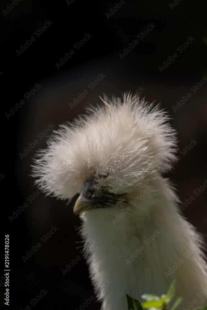 Fototapeta premium Young Silkie chicken free in the garden on a spring day