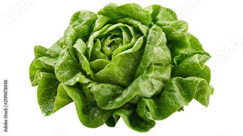 Fotografie Fresh vibrant green butterhead lettuce head with ruffled leaves