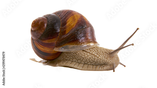 Foto Brown striped garden snail with textured skin and spiral shell