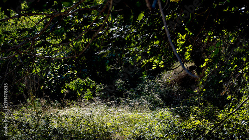 Fotografie Pequeño claro en el bosque iluminado las hojas de los arboles.