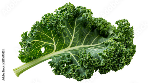 Obraz na płótnie Fresh green curly kale leaf with prominent veins and ruffled edges