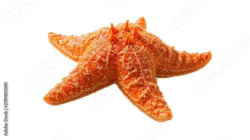 Cuadro en lienzo Vibrant orange spiny starfish with textured bumpy surface