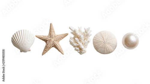 Fotografie White seashell starfish coral, sea urchin and pearl arranged in a row