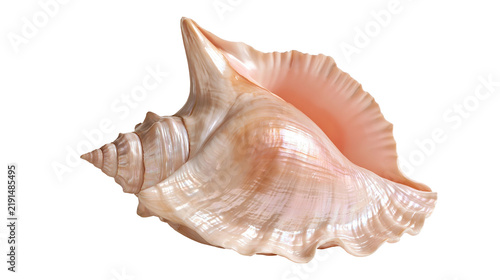 Fotografía Large pink and beige queen conch seashell with spiral structure