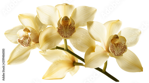 Fotografie Creamy white cymbidium orchid flowers with speckled maroon centers on a stem
