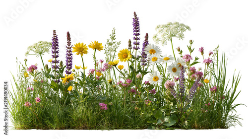 Wildflower meadow with daisies, purple salvia and yellow sunflowers in green grass