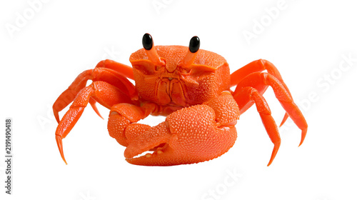 Obraz na plátně Vibrant orange land crab with textured shell and large pincers