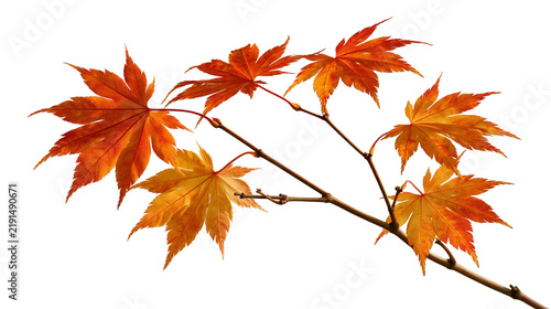 Fotografía Vibrant orange and red Japanese maple leaves on a thin woody branch