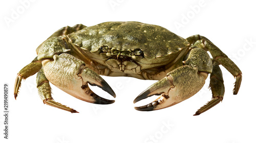 Фотография Green shore crab with large claws and textured shell