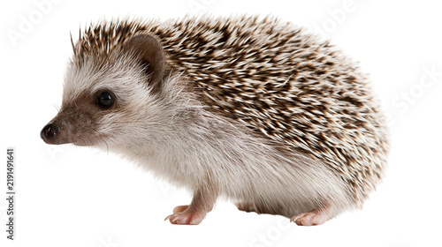 Fotografie Small African pygmy hedgehog with brown and white spiky quills