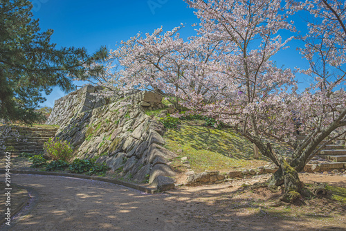 山口 萩城 城内の春景色