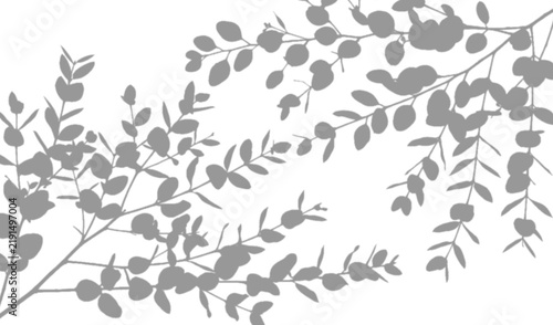 Eucalyptus branch shadow isolated on transparent background