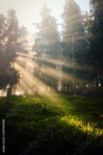 beautiful sunrise with fog and sunbeams in the forest on the mountains
