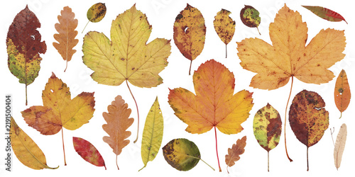 Autumn Leaves Mix on White Background. Fall multicolor different leaves collection. Dried pressed leaf set, top view.