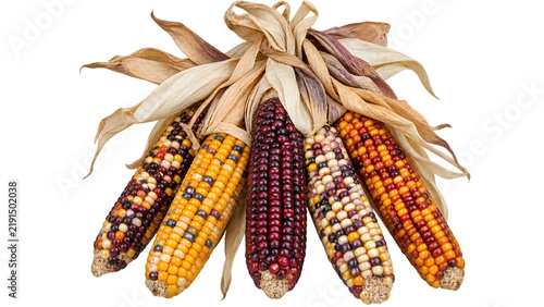 A bundle of colorful Indian corn stalks, dried and tied together, ready for autumn decoration. The ears of corn display a vibrant mix of yellow, orange, red, and purple kernels, with dry.