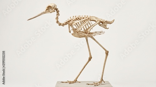Black stilt skeleton of a long-legged wading bird is mounted on a small base against a white background.