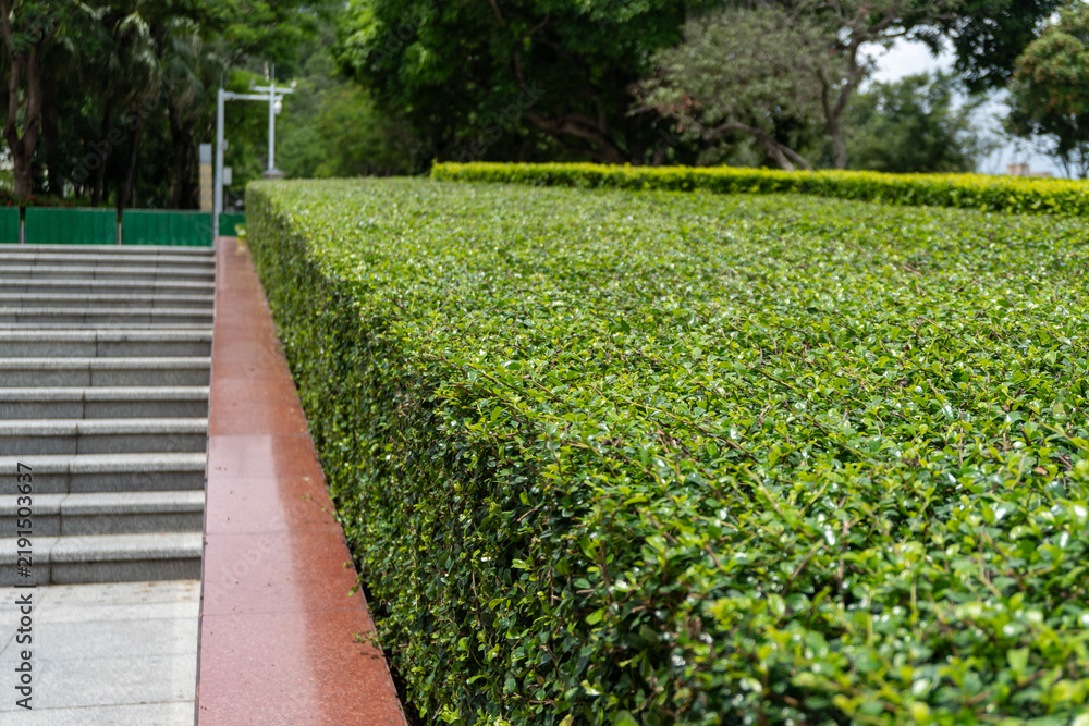 Obraz premium Lush green hedge by concrete stairway in park