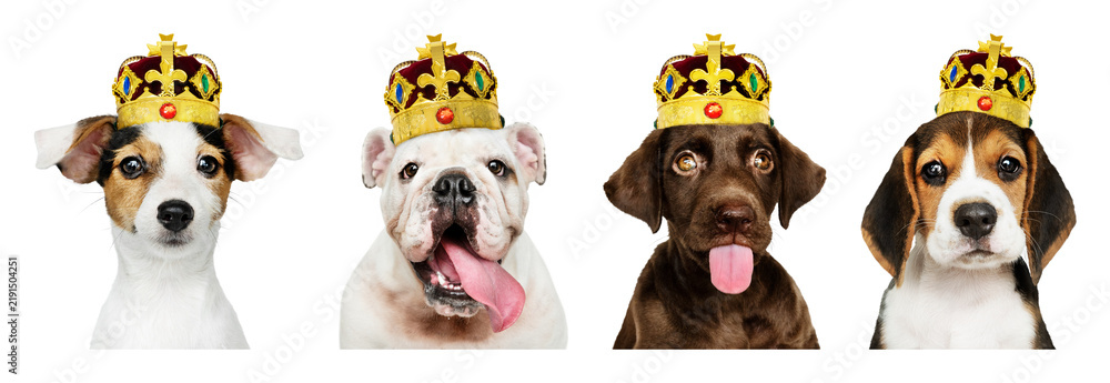 Obraz premium PNG Dogs wearing royal crowns on transparent background