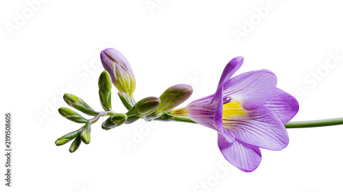 Obraz na plátne Purple freesia flower stem with blooming petals and closed green buds