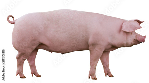 Fotografía Large pink pig standing in profile view showing skin texture and curly tail
