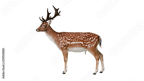 Obraz na płótnie Spotted fallow deer buck with large antlers standing in profile