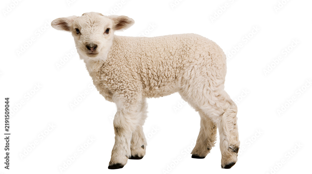 Fototapeta premium Young fluffy white lamb standing and looking forward