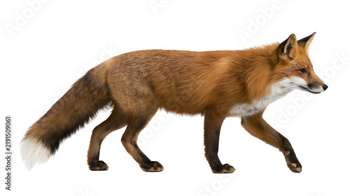 фотографія Red fox standing in profile with bushy tail and white tipped fur