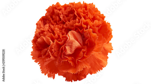 фотографія Vibrant orange carnation flower head with ruffled petals