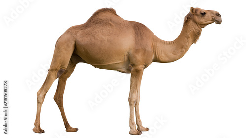 Принти на полотні Full body side view of a brown dromedary camel standing