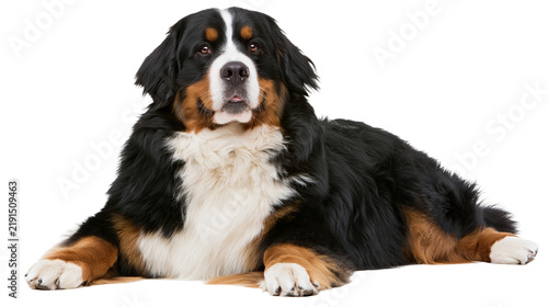 Obraz na płótnie Bernese Mountain Dog lying down with tricolor fur and white chest blaze